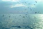 (17) Dscf2642 (seagull feast at sea).jpg    (950x641)    280 KB                              click to see enlarged picture